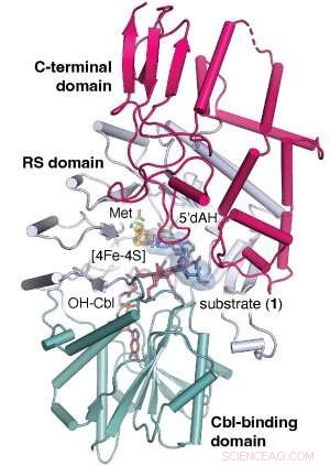How Enzyme TokK Enhances Carbapenem Antibiotics to Overcome Resistance