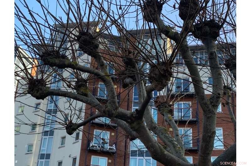 Biomimetic Enzyme Synthesis for Sustainable Pharmaceutical and Agrochemical Manufacturing