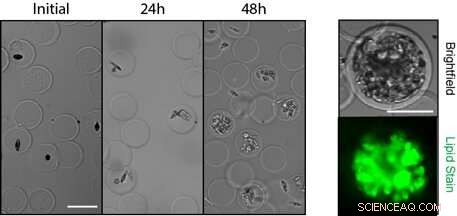 Innovative Picoshell Particles Accelerate Microalgae Growth for Sustainable Biofuel Production