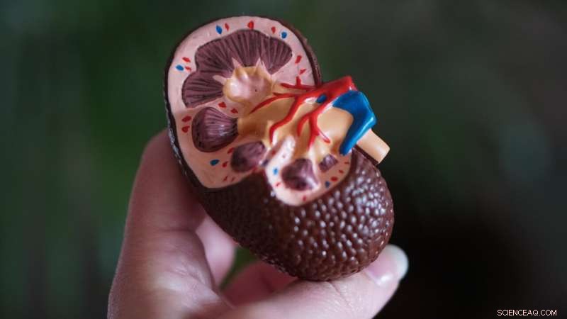 Advanced Coating Enhances Safety for Kidney Failure Patients on Dialysis