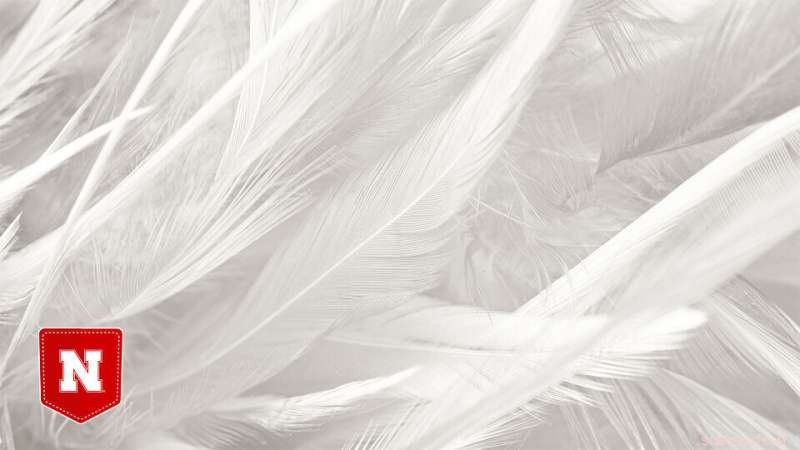 Innovative Process Strengthens and Colors Feather-Derived Fibers for Sustainable Materials