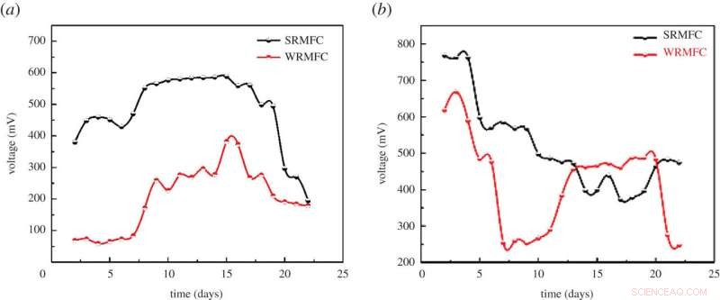 Innovative Rainwater-Driven Microbial Fuel Cells for Sustainable Power in Remote Areas