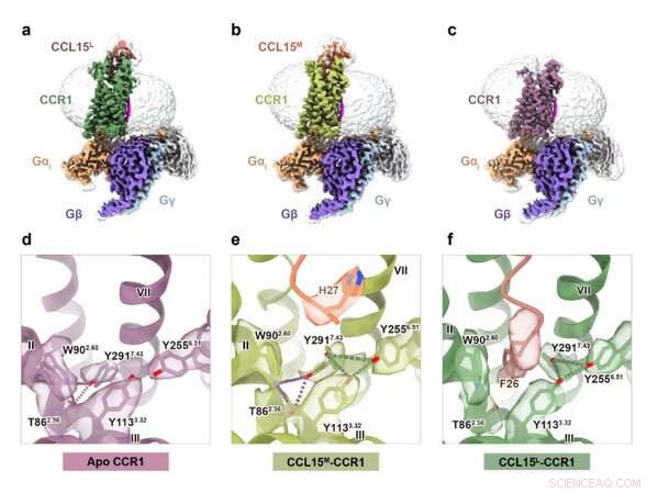 Asthma Drug Development Breakthrough: Cryo-EM Structures of CCR1–Gi Complexes from Zhejiang University