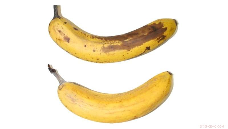 Empa s Sustainable Cellulose Coating Extends Banana Freshness Without Plastic