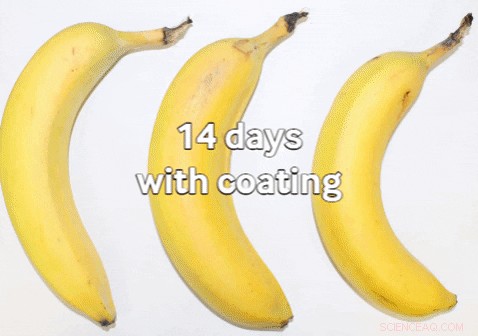 Empa s Sustainable Cellulose Coating Extends Banana Freshness Without Plastic