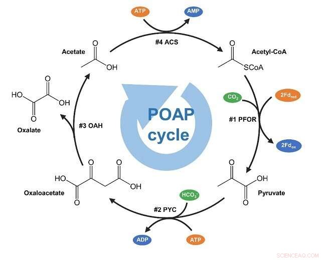 Breakthrough: Scientists Create Minimal Synthetic POAP Cycle for Efficient CO2 Fixation
