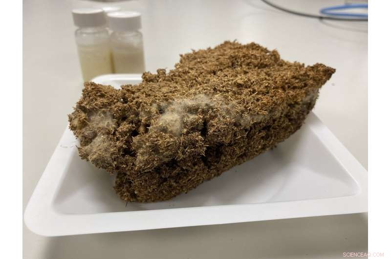 Innovative Plant-Based Emulsifier from NTU Singapore Offers Protein-Rich Alternative to Dairy and Eggs