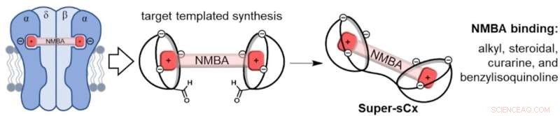 Double Calixarenes: Novel Binding Agents to Reverse Neuromuscular Blockade for Safer Anesthesia Recovery