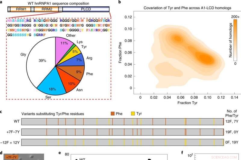 Study Reveals How Aromatic Residues Drive Phase Separation in hnRNPA1 Proteins