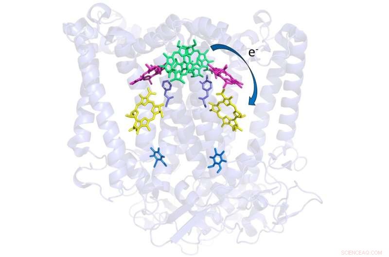 Room-Temperature Crystallography Reveals Robust Electron Transport in Photosynthetic Bacteria