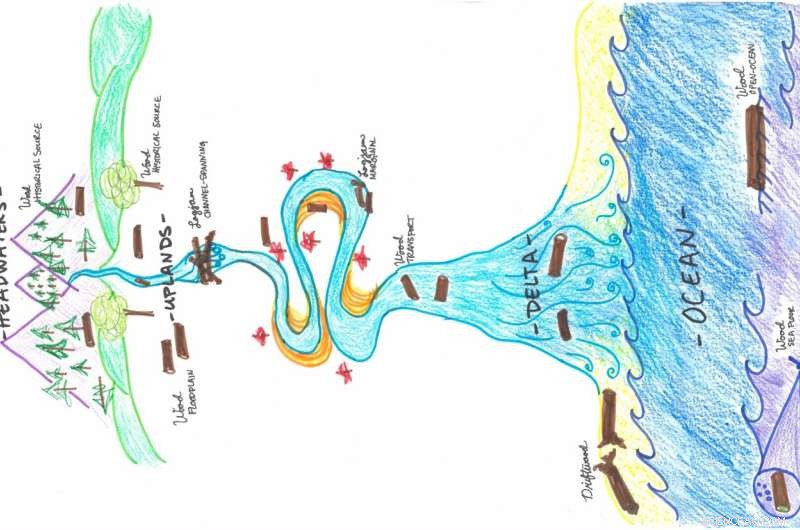 New Research Quantifies Global Wood Transport from Rivers to Oceans and Its Marine Environmental Impacts