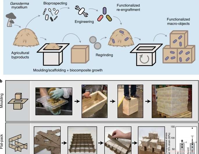 Sustainable Living Building Blocks Grown from Fungus and Woody Waste