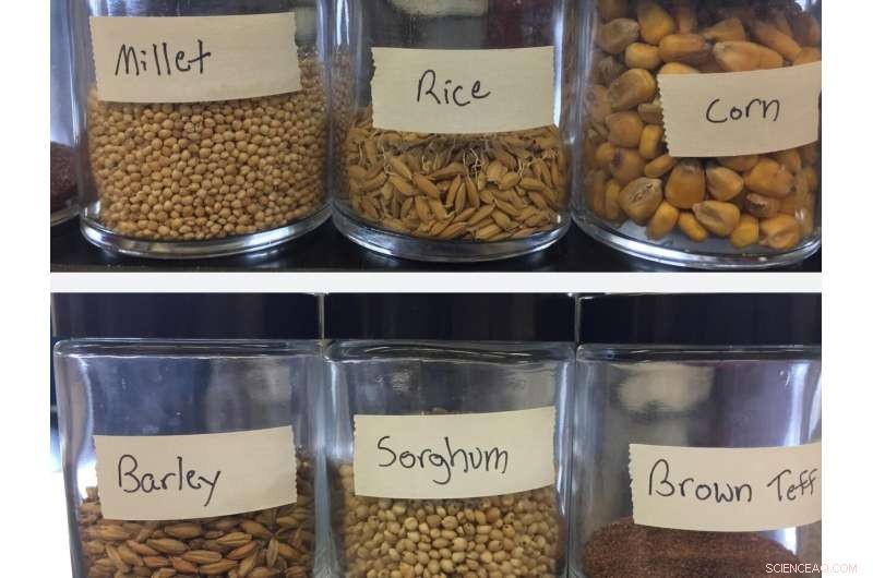 How Modified Mashing Process Elevates Gluten-Free Grains to Brew Quality Beers