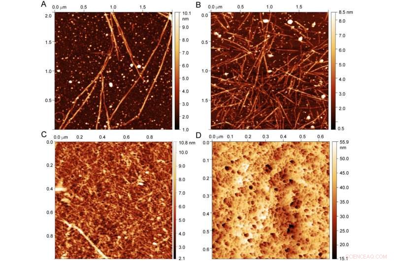 Decoding Tardigrade Resilience: How Disordered Proteins Enable Extreme Survival