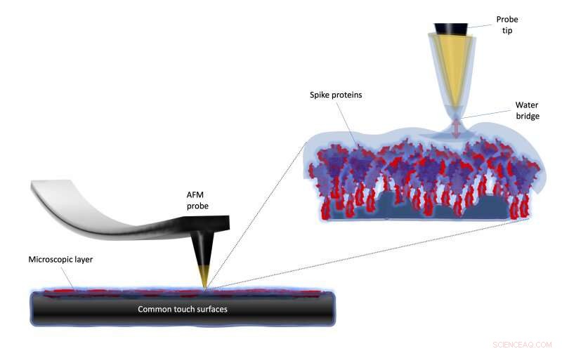 Atomic Force Microscopy Reveals Coronavirus Surface Adhesion Energy for Enhanced Detection