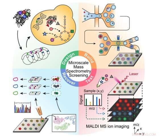Revolutionizing Enzyme Screening: Metabolic Biosensing Maps Catalysis with Microscale MS