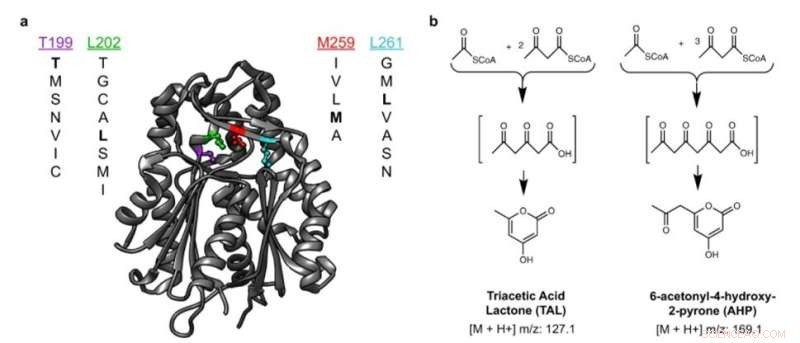 Revolutionizing Enzyme Screening: Metabolic Biosensing Maps Catalysis with Microscale MS