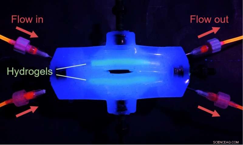 McGill Scientists Develop Tough Biomaterial to Repair Heart, Muscle, and Vocal Cords