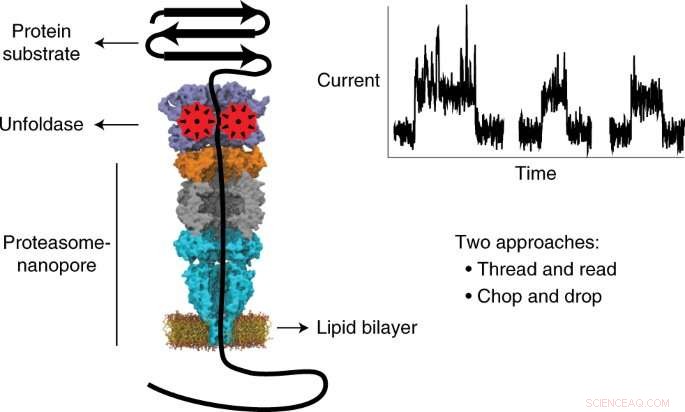 Multicomponent Nanopore Machine Advances Single-Molecule Protein Sequencing