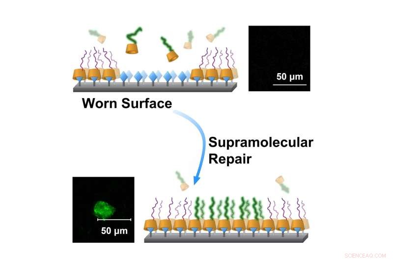 Sugar-Based Polymer Coating Advances Self-Repair of Artificial Joint Implants