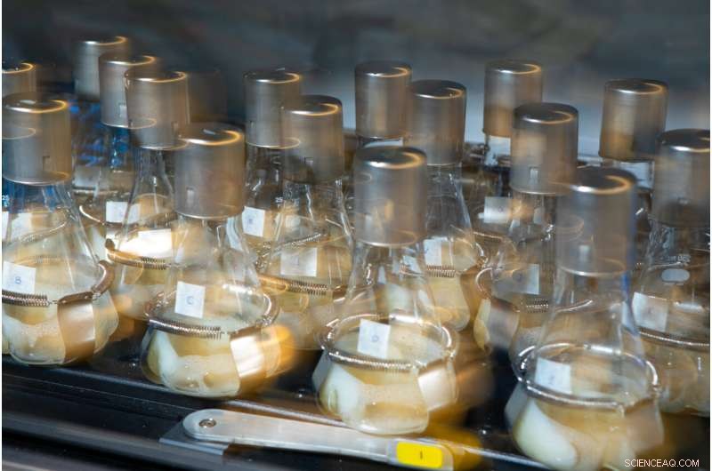 Engineered Bacteria Convert Sugar into Sustainable Fuel for Vehicles