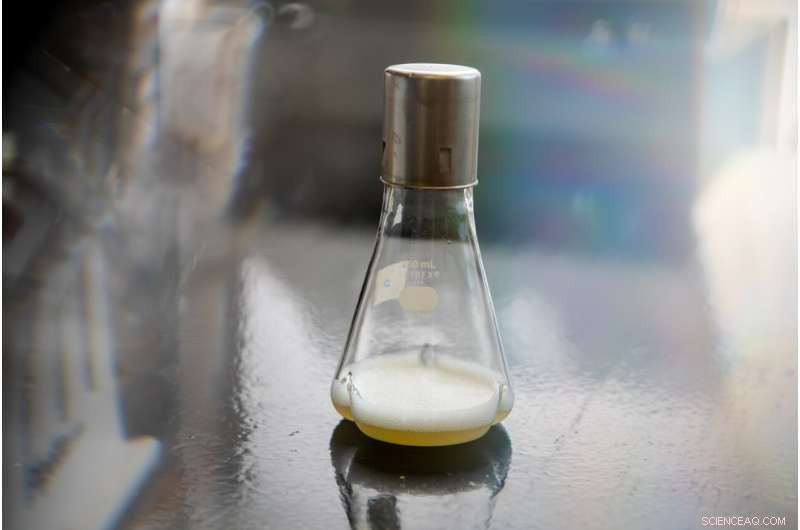 Engineered Bacteria Convert Sugar into Sustainable Fuel for Vehicles