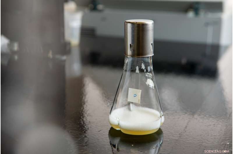 Engineered Bacteria Convert Sugar into Sustainable Fuel for Vehicles