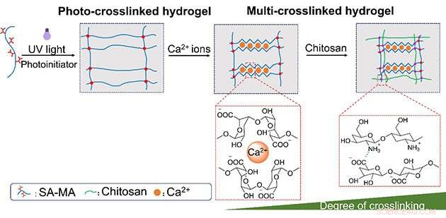 Innovative Dual-Stimulus-Responsive Alginate Hydrogel Overcomes Mechanical Limitations for Biomedical Use