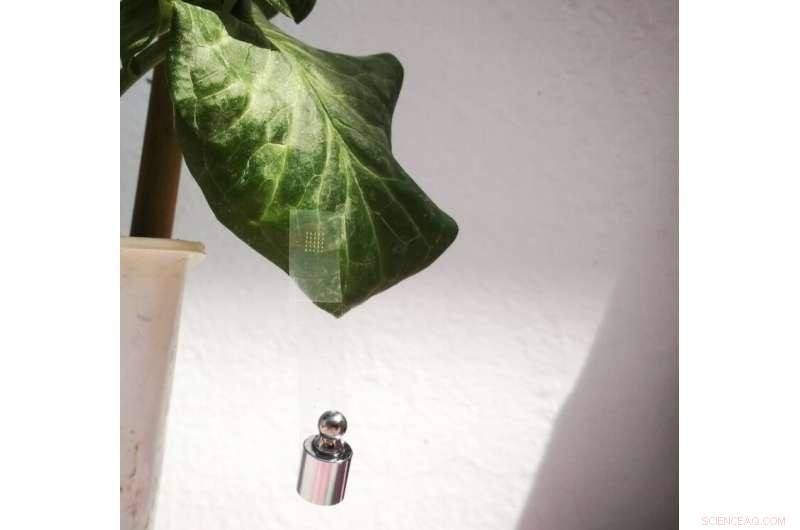 IIT Develops World s First Biodegradable Velcro Inspired by Climbing Plants