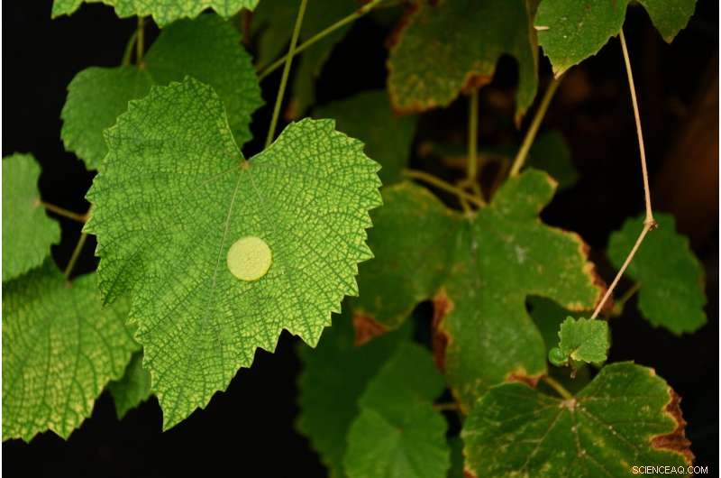 IIT Develops World s First Biodegradable Velcro Inspired by Climbing Plants