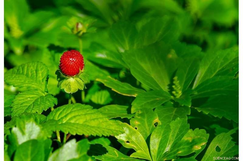 Natural Wild Strawberry Aroma Derived from Fungus on Fruit Waste