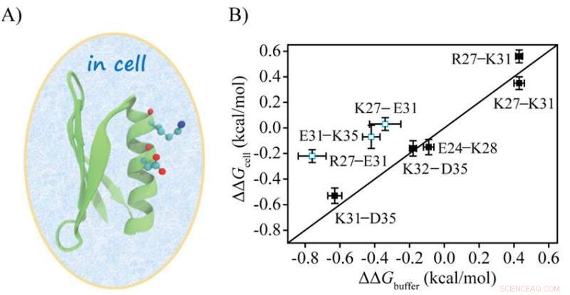 Researchers Achieve Direct Measurement of Electrostatic Interactions in Cellular Protein Structures