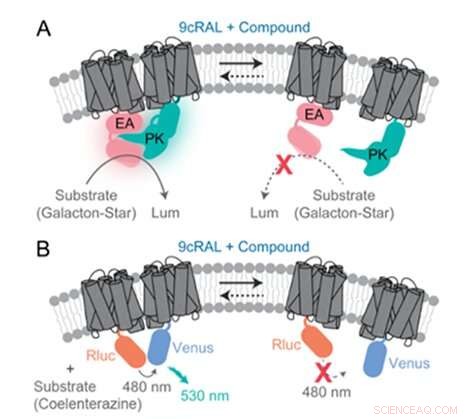 UCI Researchers Develop Advanced High-Throughput Screening Assays for Next-Generation Therapeutics