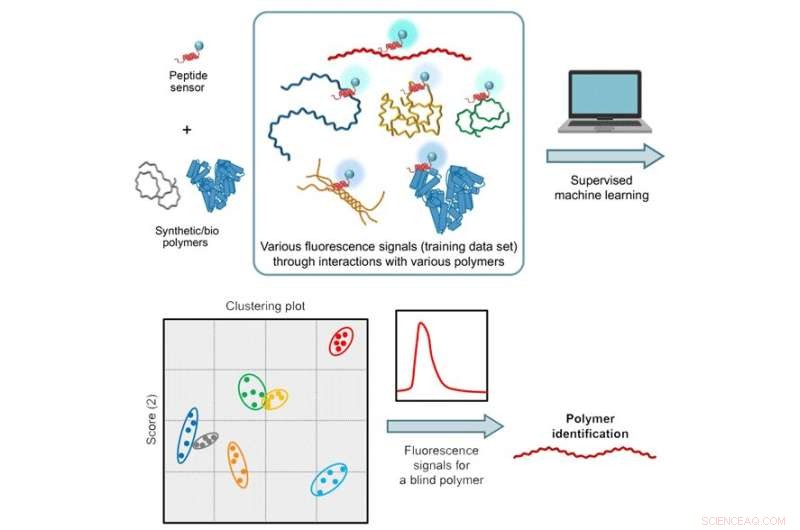Innovative Peptide Sensor Technique for Detecting Water-Soluble Polymers in Wastewater