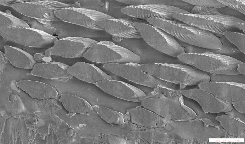 Tokyo University Researchers Discover Novel Photonic Crystal Structure in Longhorn Beetle Scales