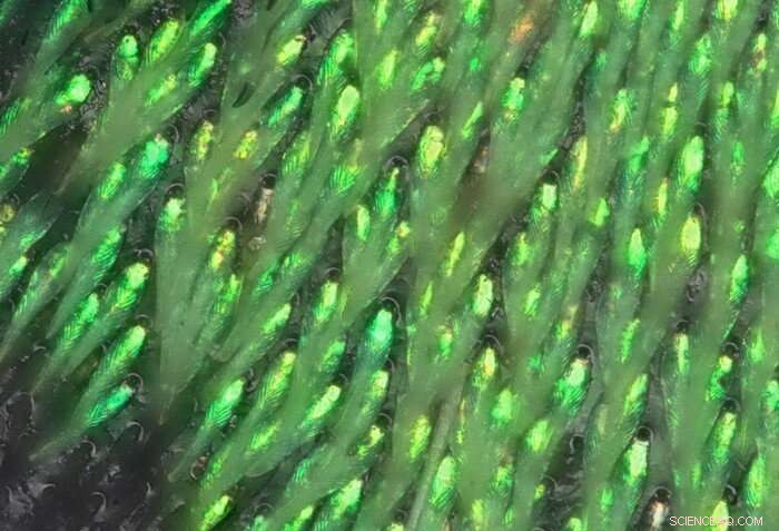 Tokyo University Researchers Discover Novel Photonic Crystal Structure in Longhorn Beetle Scales