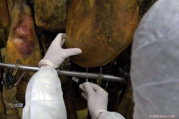 Molecular Aroma Profiling Enhances Food Quality Control