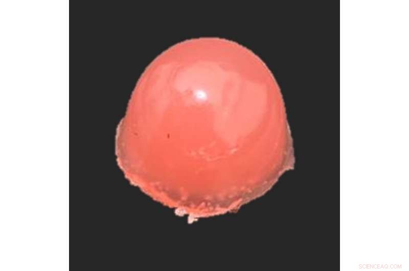 Vegan Gummy Vitamins: Rich in B12 & D3 for Plant-Based Diets