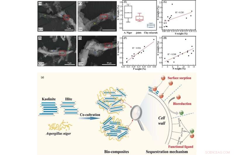Researchers Reveal Uranium Sorption Mechanisms on Kaolinite-Illite Composites with Aspergillus niger