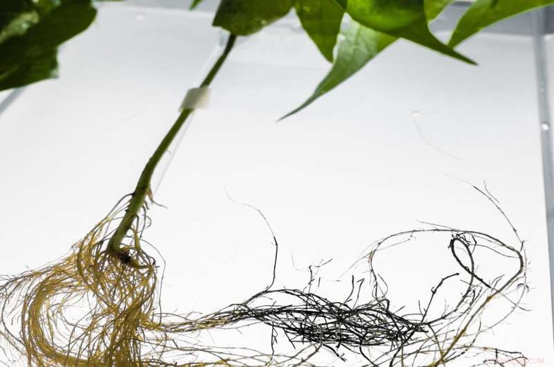 Groundbreaking Research: Bean Plants with Electronic Roots Store Energy
