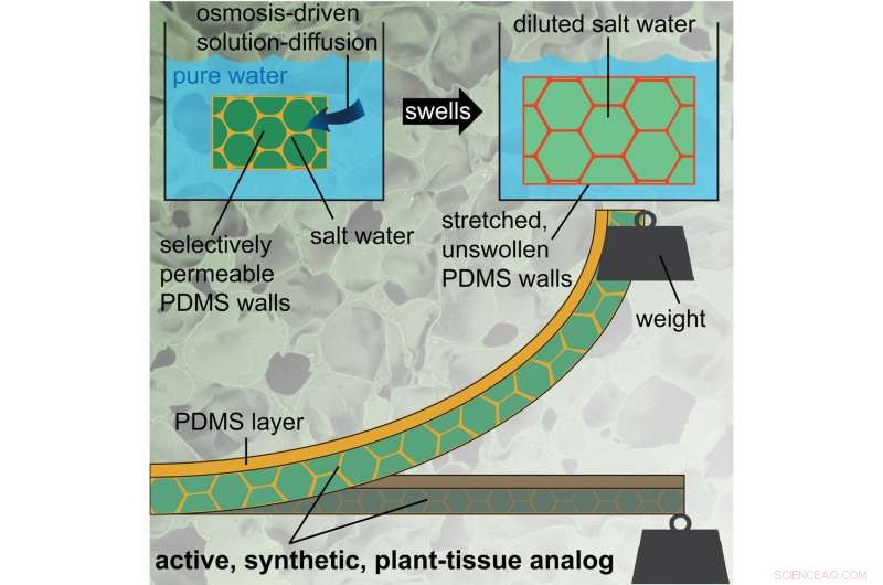 Plant-Inspired Silicone-Saltwater Composite Demonstrates Active Osmotic Response