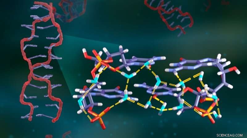 Neutron Scattering Analysis Reveals Hydrogen Bonding in DNA Hydration Networks