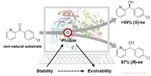 Proline Induced Loop Engineering Test (PiLoT): Advancing Enzyme Stereoselectivity and Substrate Engineering