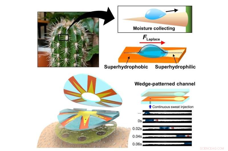 Innovative Cactus-Inspired Sweat Patch for Non-Invasive Health Diagnostics