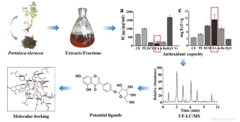 Uncovering Antioxidant, Blood Sugar, and Lipid-Regulating Bioactives in Portulaca oleracea