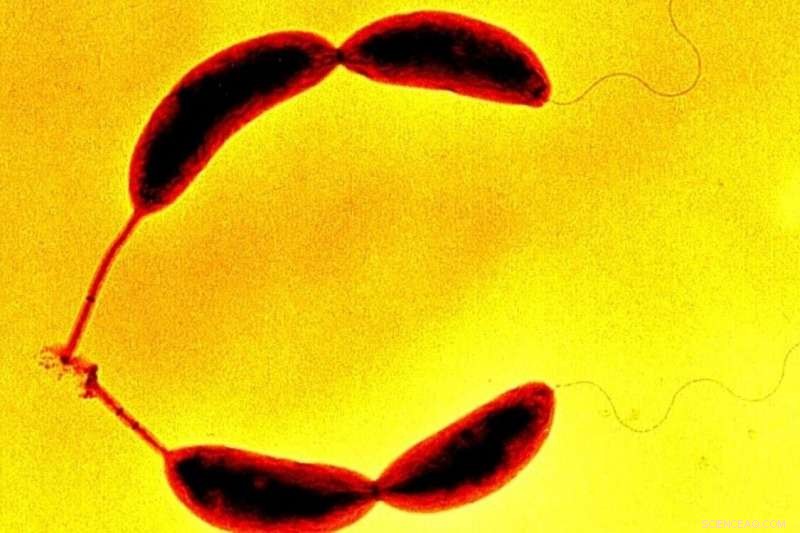 Caulobacter crescentus Holdfast: Nature s Strongest Glue for Wet and Salty Environments