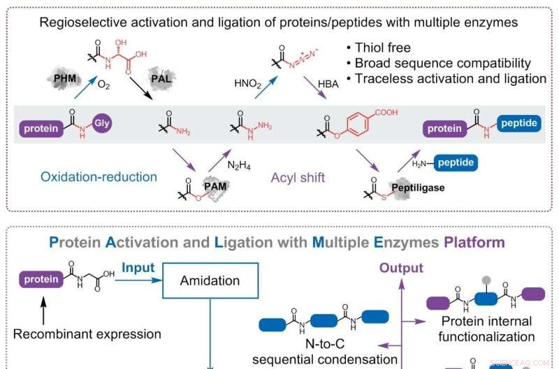 Advanced Multi-Enzyme Platform for Sequence-Unconstrained Traceless Protein Synthesis