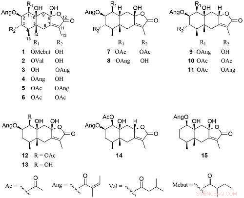 Discover Novel Immunosuppressive Eremophilane Sesquiterpenoids from Parasenecio albus