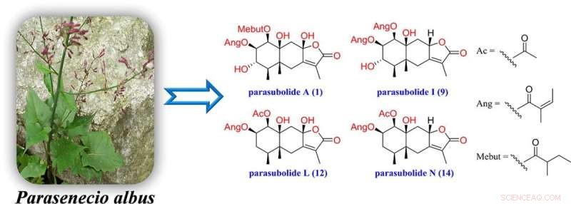 Discover Novel Immunosuppressive Eremophilane Sesquiterpenoids from Parasenecio albus