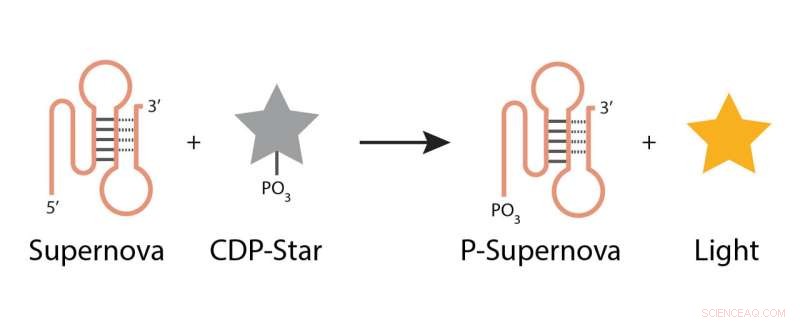 Supernova: The Chemiluminescent DNA Enzyme Revolutionizing Biosensing